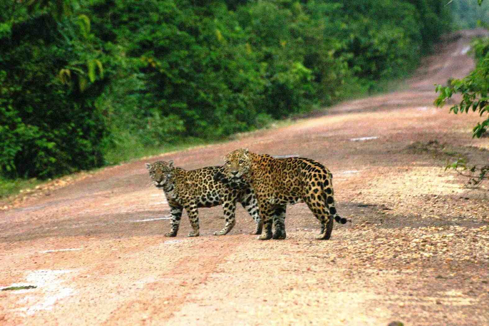  - Pair-of-jaguars-on-the-Iwokrama-road-Photo-by-David-Fernandes