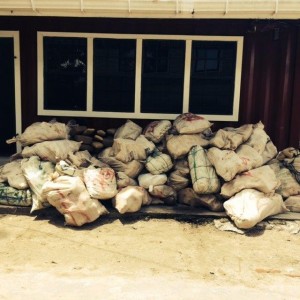 The marijuana that was unearthed at Diamond, East Bank Demerara on Sunday