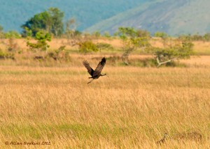 The wetland on the Rupununi Savannah teems with a vast variety of birds
