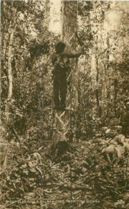Bleeding a balata tree in British Guiana (No Date)