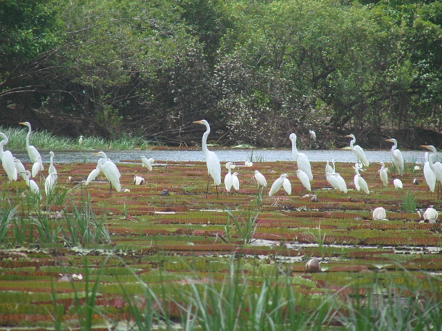 Where the Lilies Bloom – Guyana Times International – The Beacon of Truth