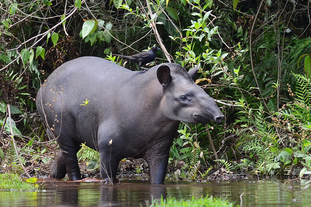 Tapirs Can Play Surprising Role in Amazon Forest Restoration – Guyana Times  International – The Beacon of Truth